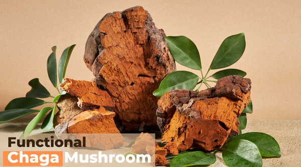 Chaga - the wisdom of the ancient people in the new age