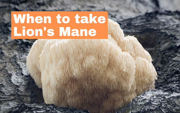 When to take Lion’s Mane - everything you need to know when consuming Hericium Erinaceus